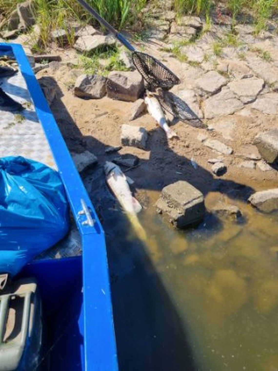Zatruta woda z Odry wraz z martwymi rybami dotarła do naszego powiatu