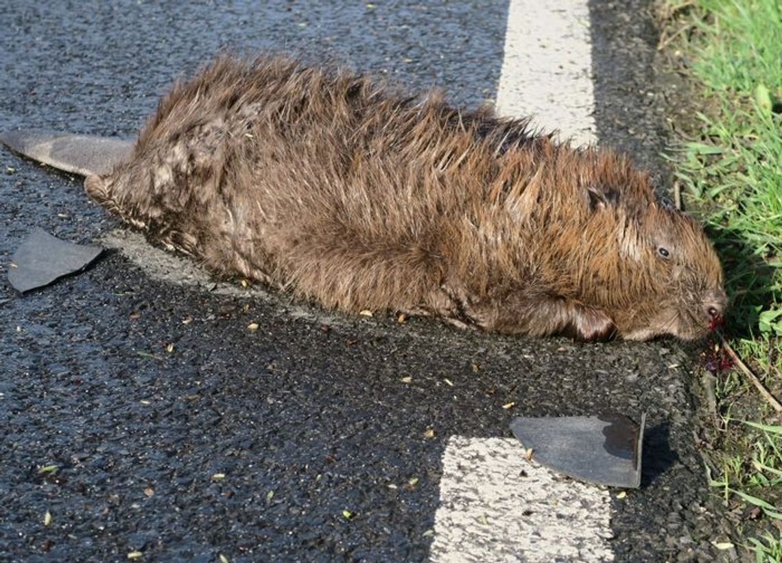 Zginął potrącony na drodze Zginął potrącony na drodze