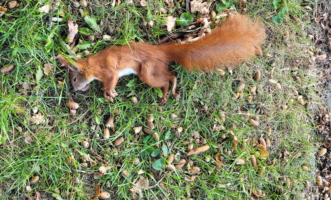 Zginęła. A była taka młoda…