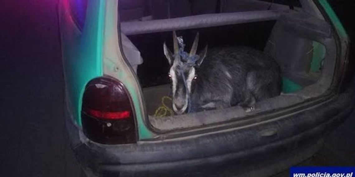 Złodziej miał pomocnika Złodziej miał pomocnika