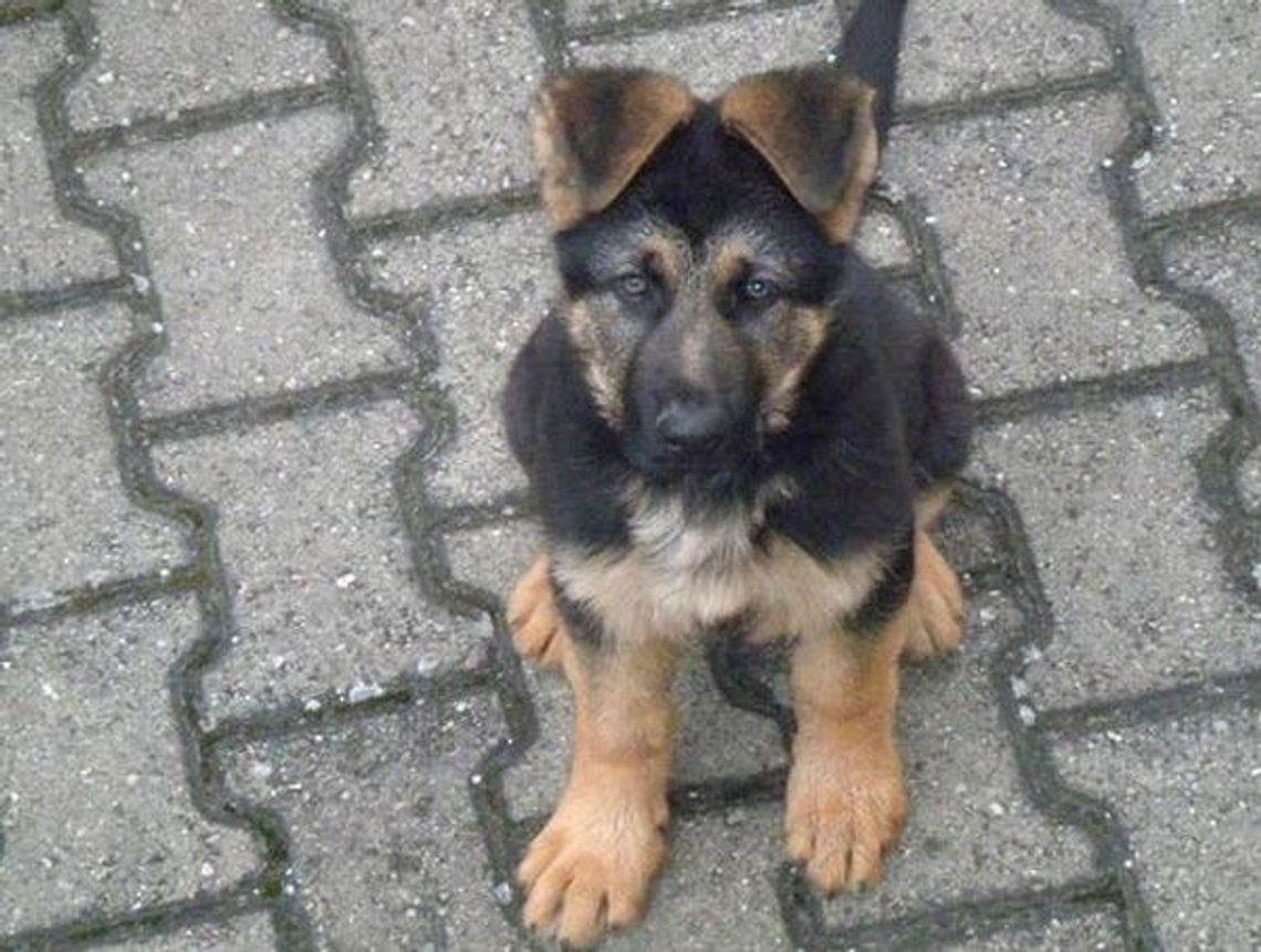 Złodziej ukradł psa i spanikował