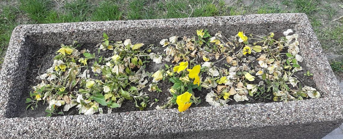 Zmarznięte bratki szpecą, czyli gospodarowanie po gryfińsku Zmarznięte bratki szpecą, czyli gospodarowanie po gryfińsku