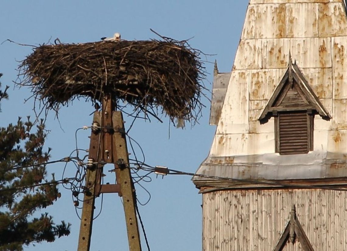 Zmęczony odpoczywa w gnieździe Zmęczony odpoczywa w gnieździe