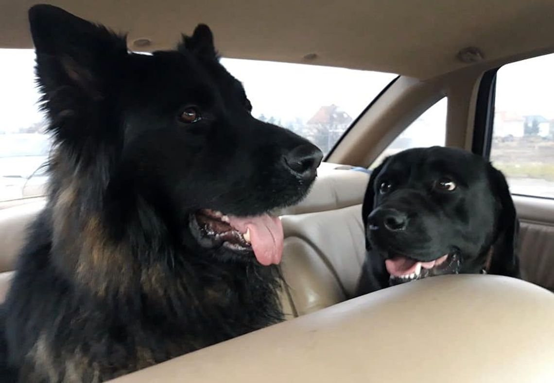 Znalazł na drodze dwa psy. Postanowił sprawdzić ich właściciela
