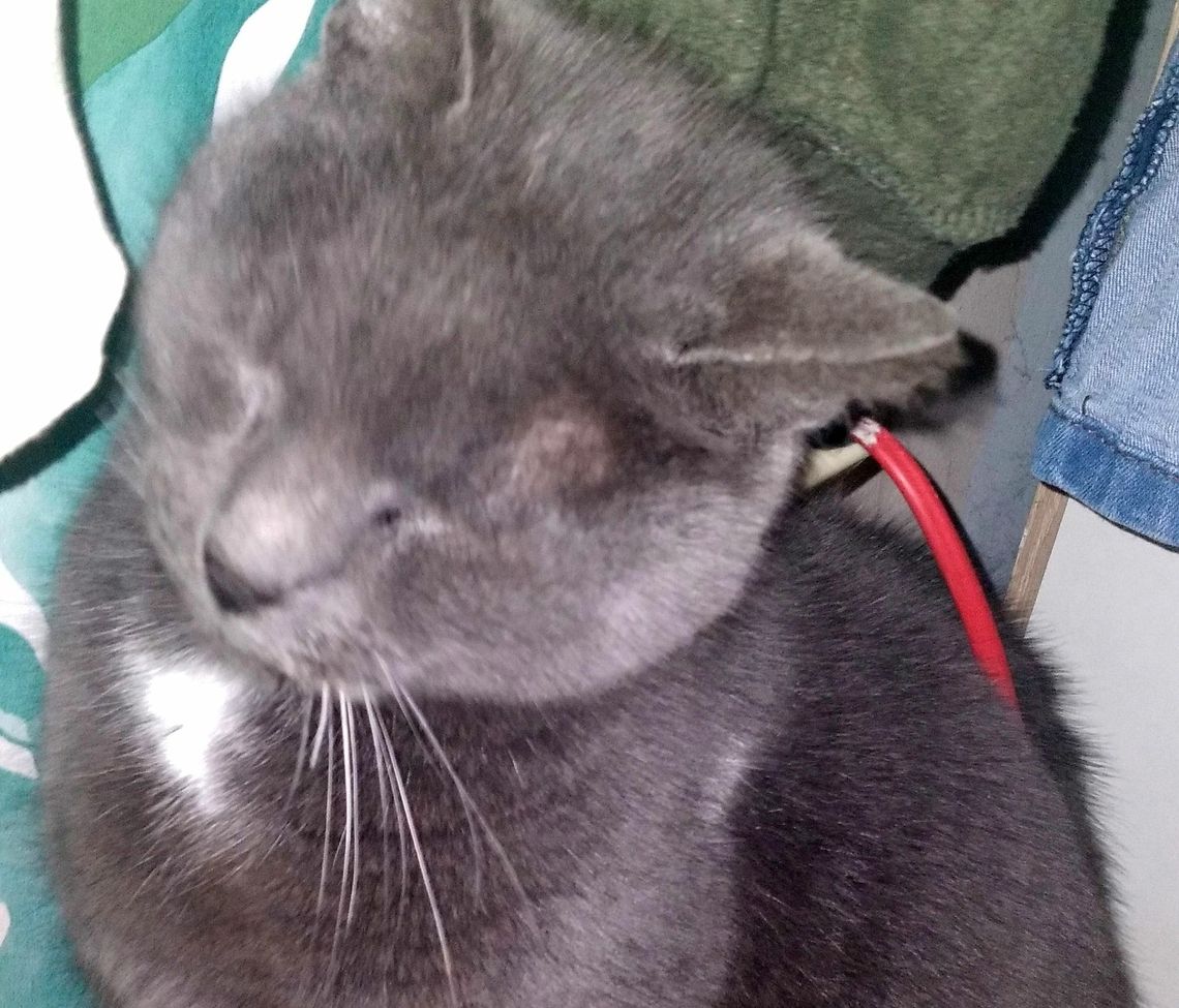 Znaleziona kotka tęskni za swoimi właścicielami