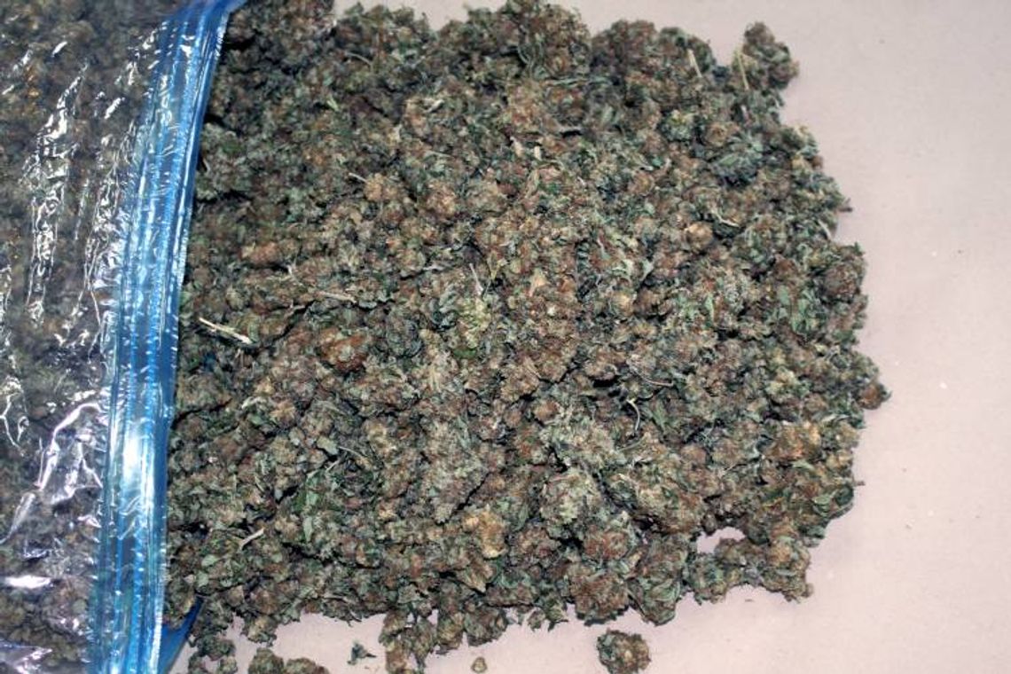 Znaleźli marihuanę, młynek i wagę Znaleźli marihuanę, młynek i wagę