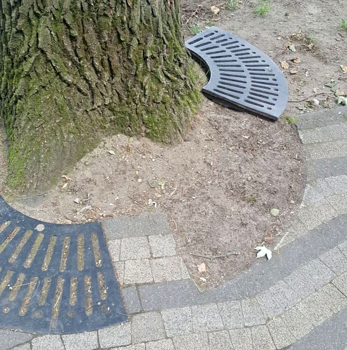 Znikają żeliwne kratownice. Sprawka złomiarzy czy wandali? Znikają żeliwne kratownice. Sprawka złomiarzy czy wandali?