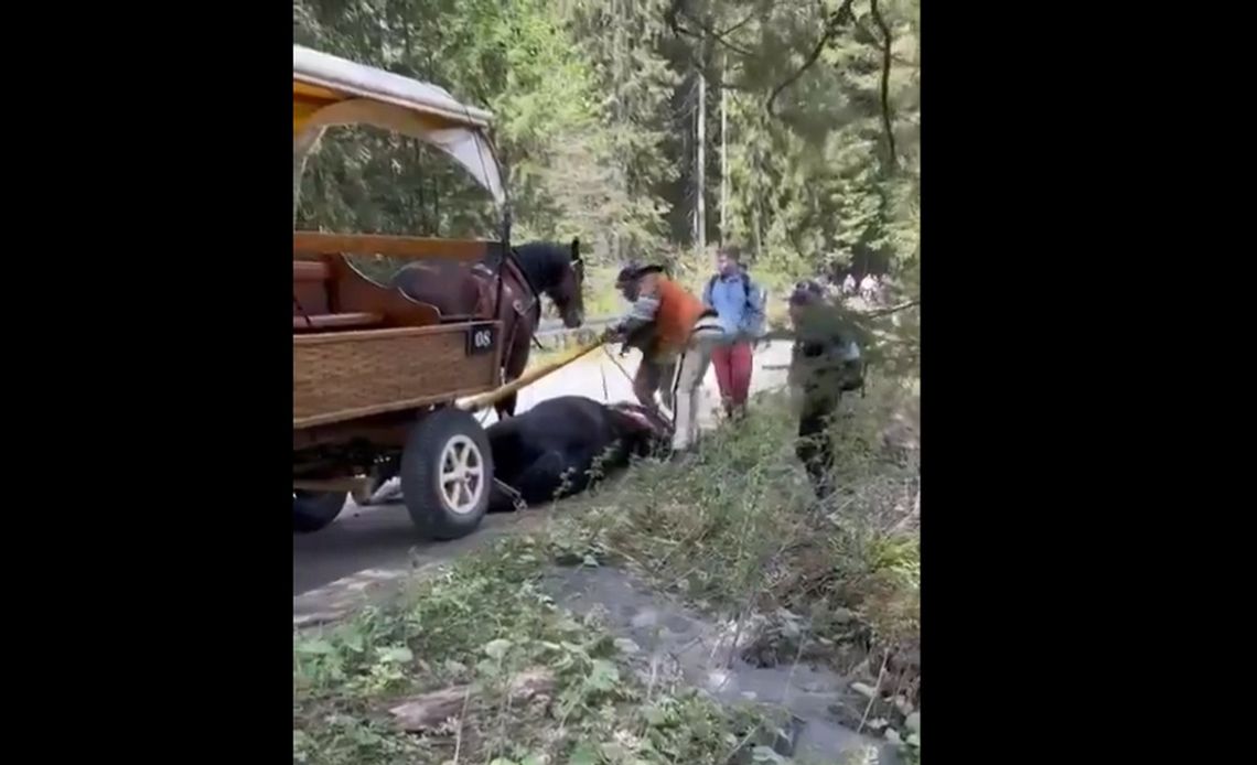 Koń przewrócił się na trasie do Morskiego Oka. Dostał batem [WIDEO]