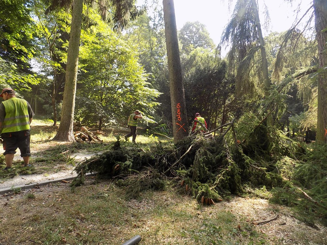 Znowu wycinają w parku