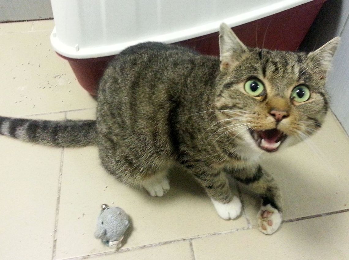 Został potrącony na ulicy. Szukamy właściciela Został potrącony na ulicy. Szukamy właściciela