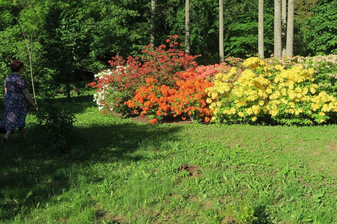 Zróbmy bałagan - akcja w Ogrodzie Dendrologicznym w Glinnej Zróbmy bałagan - akcja w Ogrodzie Dendrologicznym w Glinnej