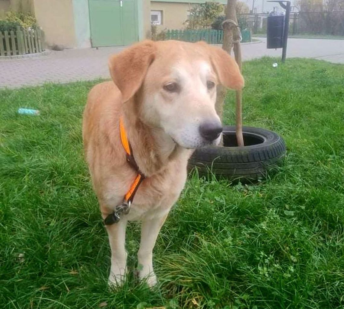 Zuzia prosi o ciepły i spokojny tymczasowy dom