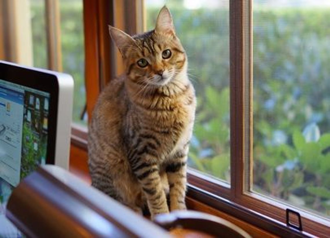 Zwinął laptopa i komórkę przez otwarte okno Zwinął laptopa i komórkę przez otwarte okno