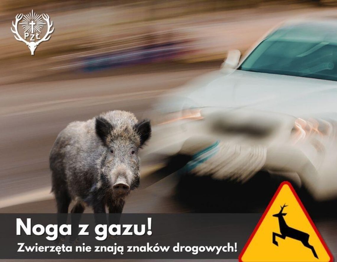 Dzikie zwierzęta na drodze. PZŁ ostrzega kierowców i przypomina, dlaczego warto zdjąć nogę z gazu