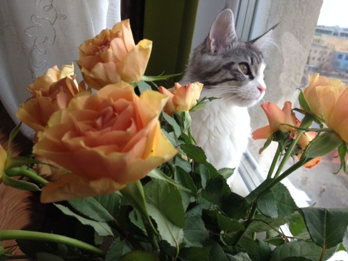 Życzenia dla koteczków Życzenia dla koteczków