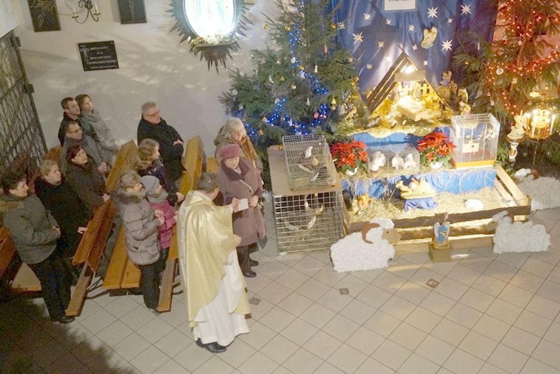 Żywe zwierzątka w żabnickiej szopce Żywe zwierzątka w żabnickiej szopce