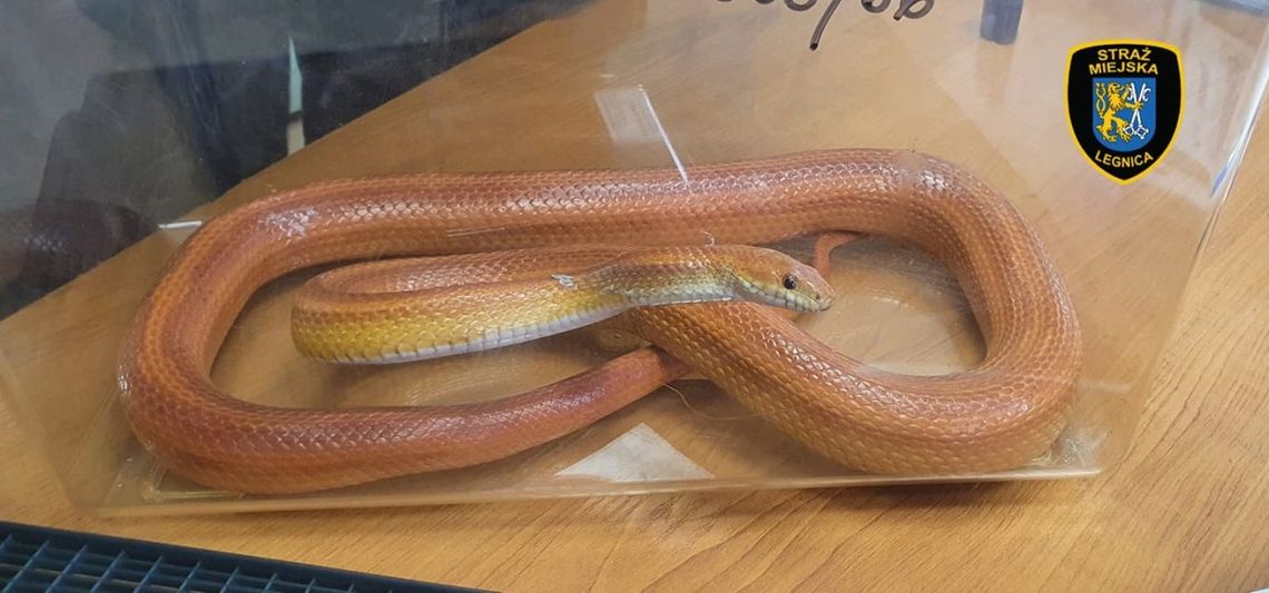 Żywy wąż w łazience Żywy wąż w łazience